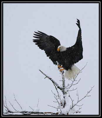 Bald eagle