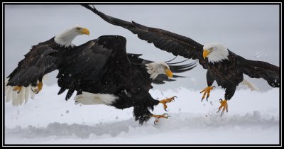 Bald eagles