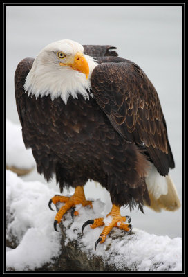 Bald eagle ©  Liz Stanley