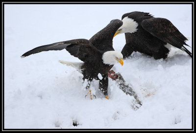 Bald eagles