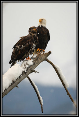 Bald eagles (adult and juvenile) ©  Liz Stanley