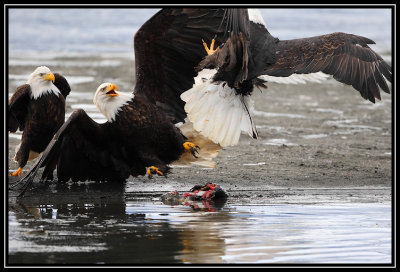 Bald eagles ©  Liz Stanley