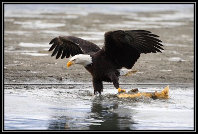 Bald eagle