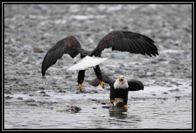 Bald eagles