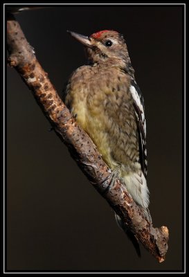 Yellow-bellied sapsucker (juvenile)