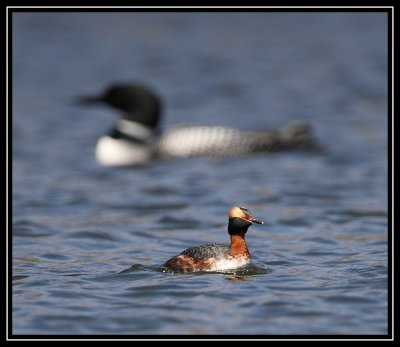 Horned grebe and loon