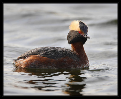 Horned grebe