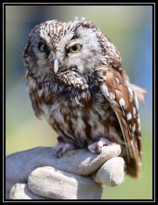 Boreal owl