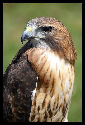 Red-tailed hawk