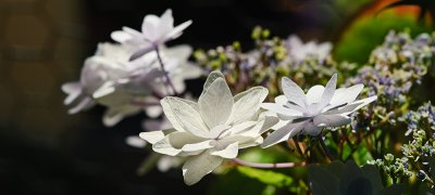 Hydrangea