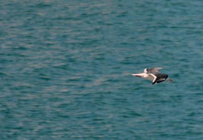 Sea Gull