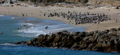 Pelicans and Seagulls