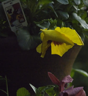 The Secret Life of Flowers