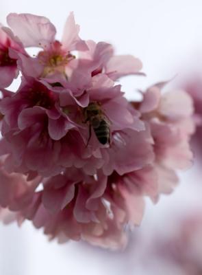 cherry blossoms2.jpg