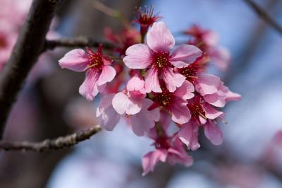 cherry blossoms3.jpg
