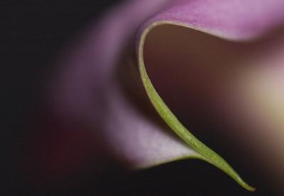 New Purple Calla Lily