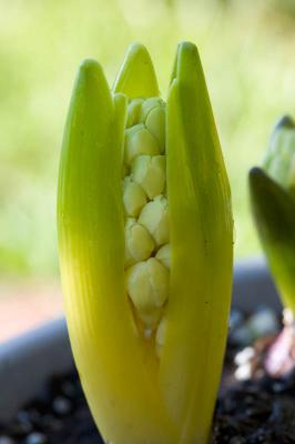 Hyacinth to be