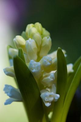 Hyacinth - Day 2