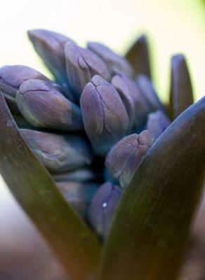 Lapis Hyacinth