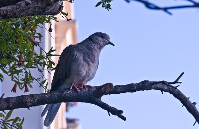 Little Crooked Beak
