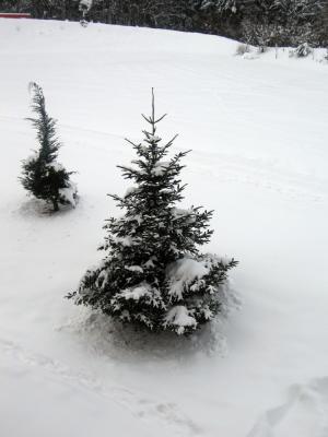 IMG_0252_4_1.JPG