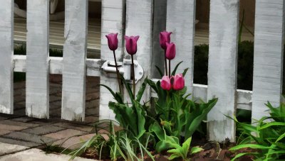 Tulips by the gate