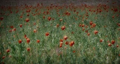 Whispers on the Wind