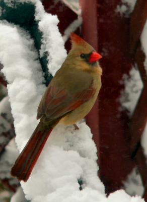 Female Cardinal