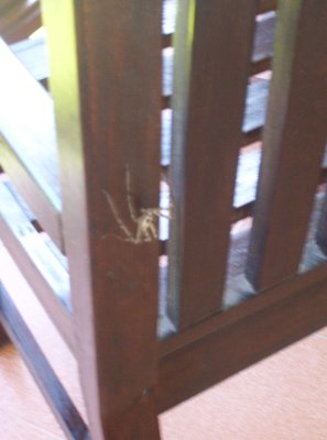 Local Spider to welcome us to Koh Tao