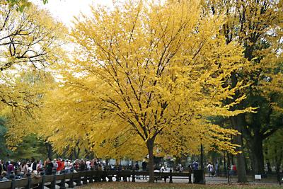Central Park