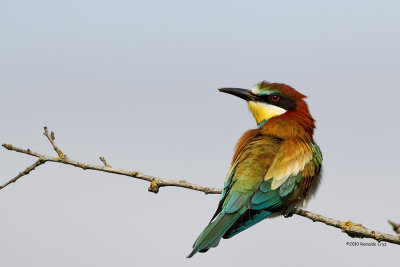 Abelharuco-comum  --- Bee-eater   --- (Merops apiaster)