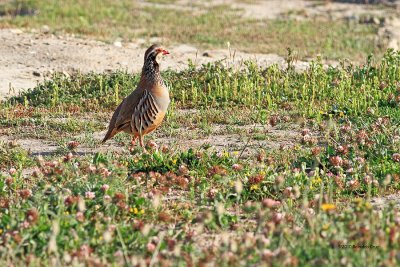 Perdiz-comum - Red-Legged Partridge  - (Alectoris Rufa)