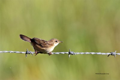 Fuinha-dos-juncos --  Fan-tailed warbler  --  (Cisticola juncidis)