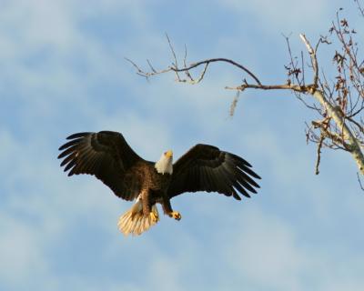 Eagle about to land 72.jpg