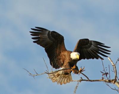 Eagle just about to grip 72.jpg