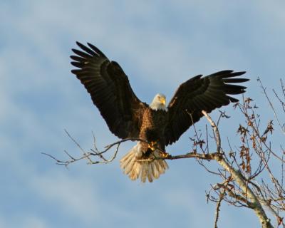 Eagle wings spread upwards 72.jpg