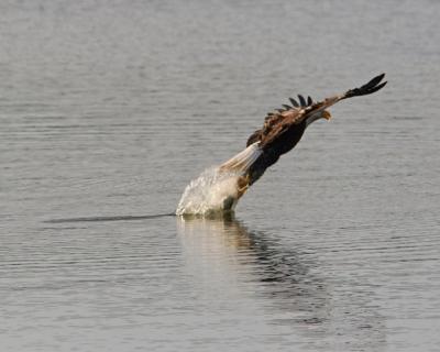 Eagle catching fish 72.jpg
