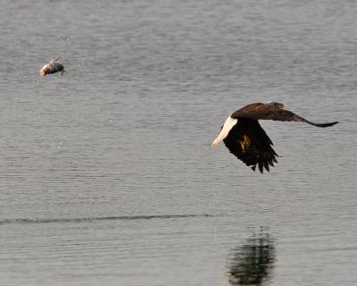 Eagle losing fish.jpg