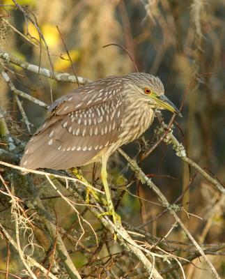 Immature Black Crowned Night Heron 72.jpg