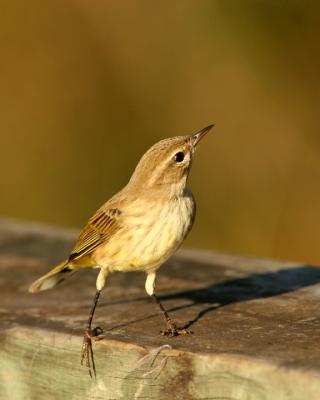 Palm Warbler 72.jpg