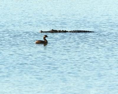 Grebe playing with fire.jpg