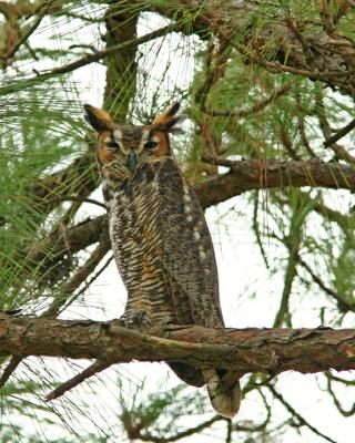 Horned Owl Honeymoon Island 72.jpg