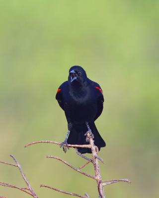 RED Winged Blackbird posing.jpg