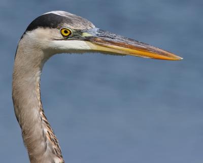 Great Blue Heron Portrait.jpg