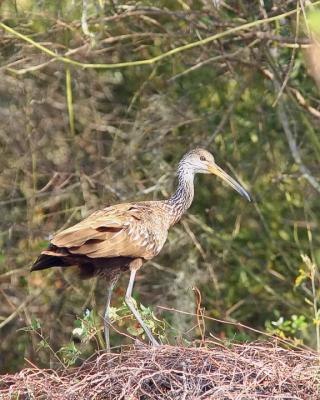 Limpkin on brush pile.jpg