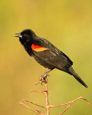 Red-winged Black Bird.jpg