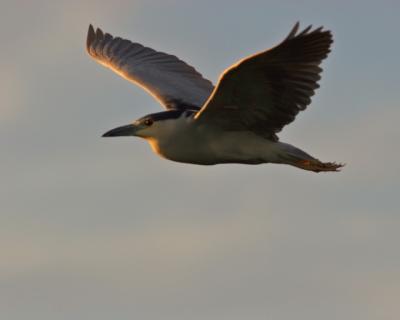 Black Crowned Night Heron 72.jpg