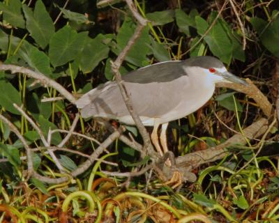 Black Crowned Night Heron in bush 72.jpg