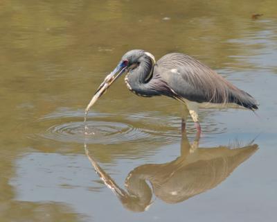 Tri-colored Heron with fish 72.jpg