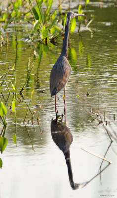 Tri-colored Heron Reflection 72.jpg